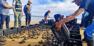 Más de 7.000 ejemplares de tortugas Arrau y Terecay fueron liberadas en Bolívar
