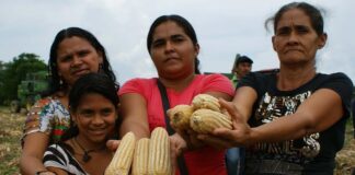 Plan Agroalimentario Comunal fortalece producción agroindustrial